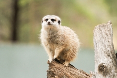 DUBBO ZOO-94